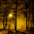 1468115658 A dream in a beautiful forest  by night 