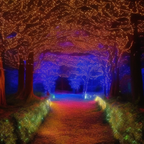 783784262 A dream of an enchanted forest at night with lots of little lights of all colors