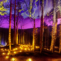 photo forêt féérique