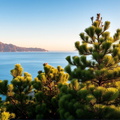Pinet-covered bay at golden hour with calm blue water and mountainous backdrop in soft focus warm light and pastel colors Zeiss optics inspired style cleanup